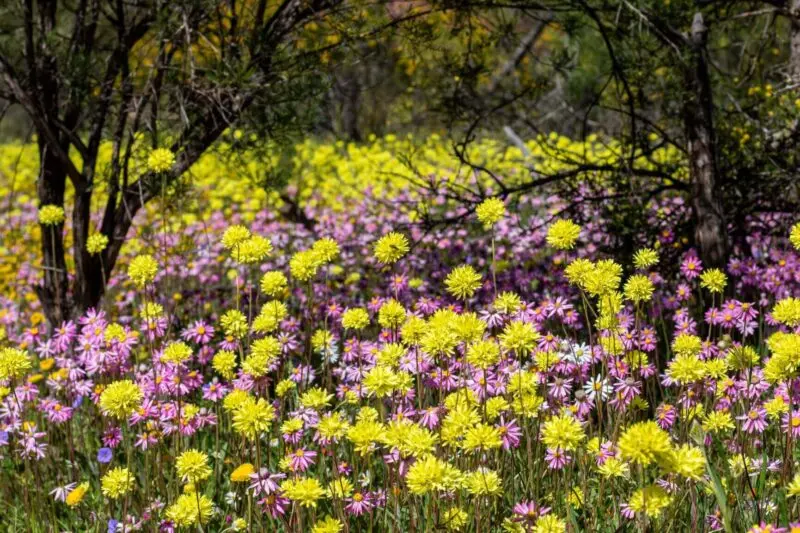 wildflowers